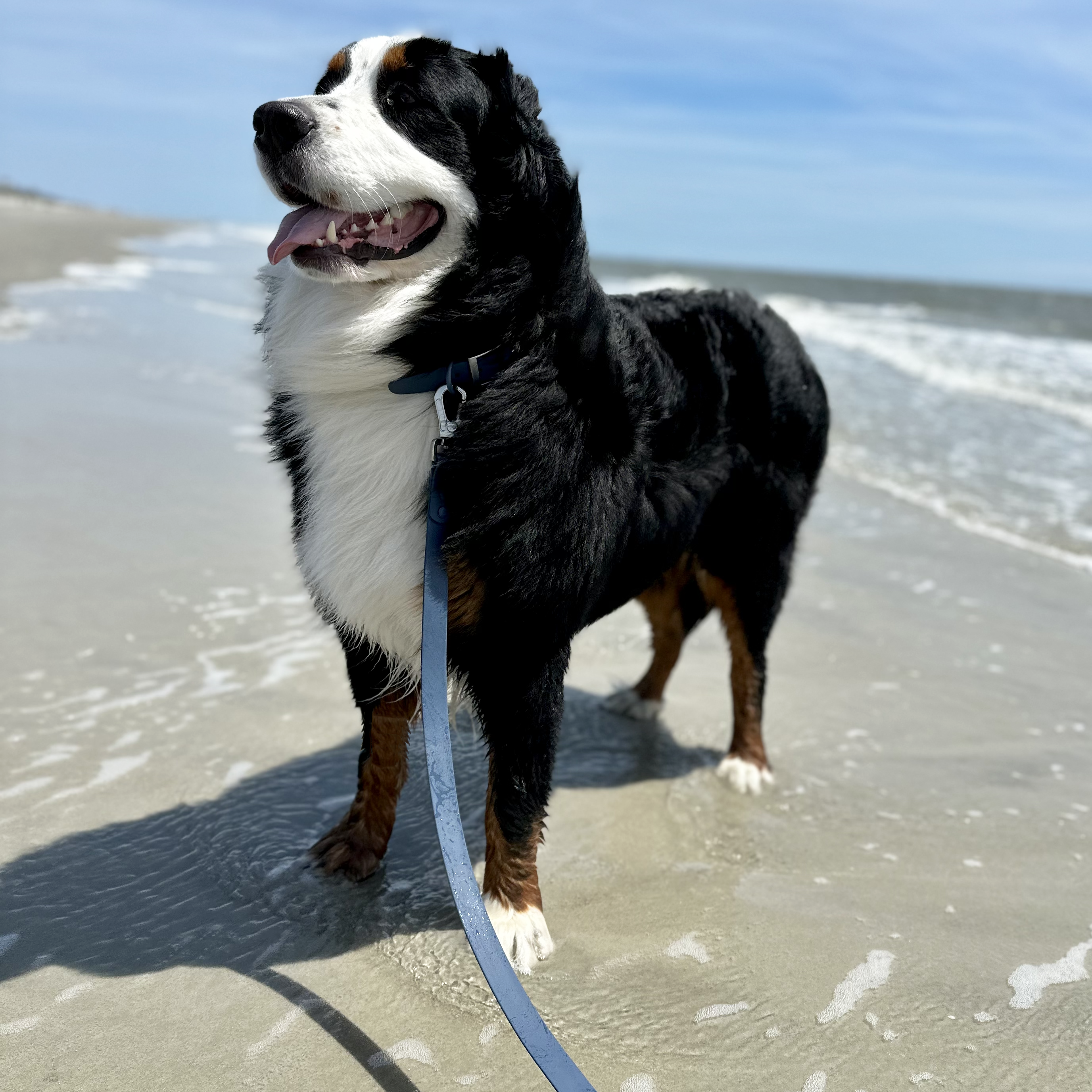 Waterproof Leash-Collar Bundle