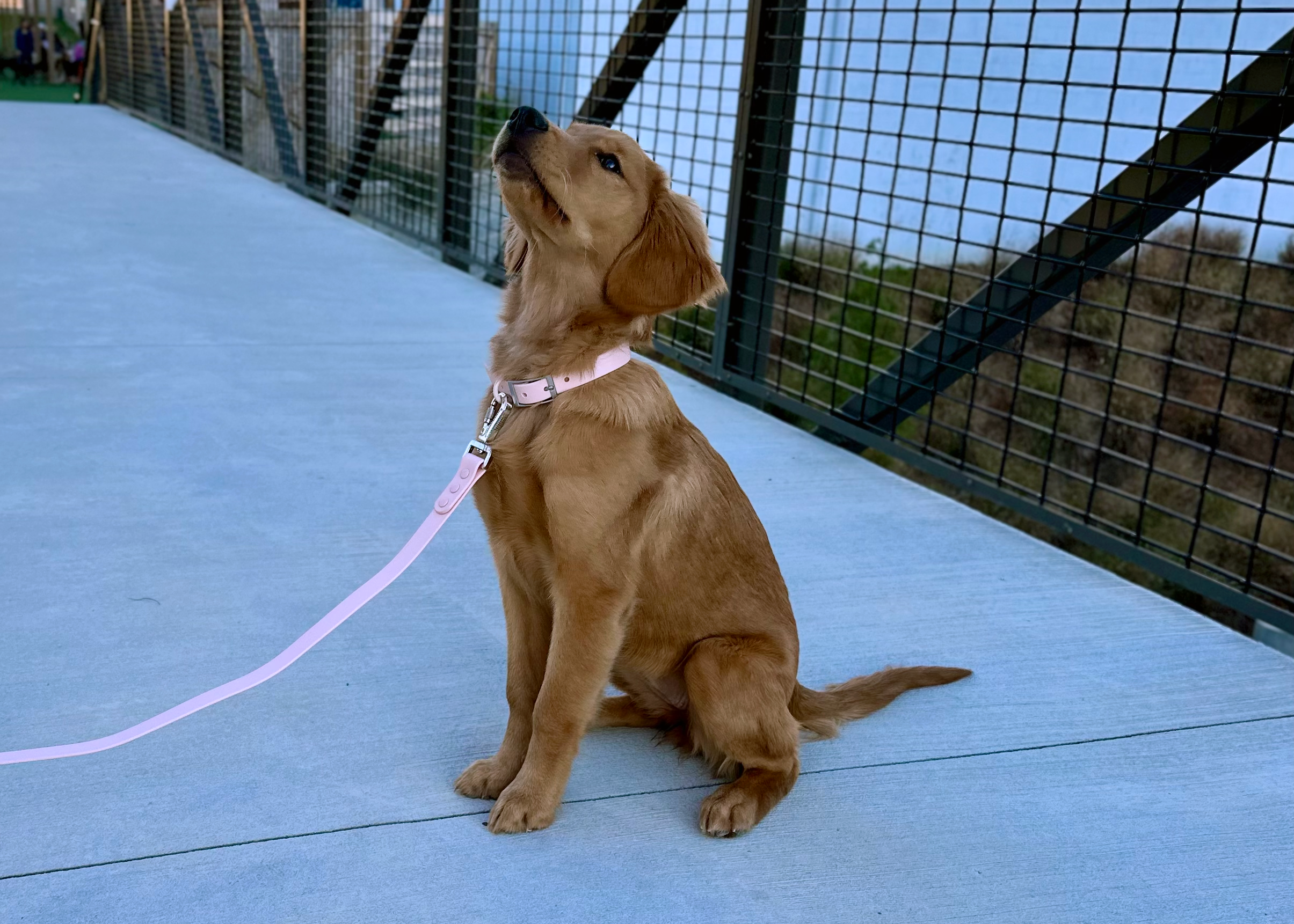 Waterproof Leash-Collar Bundle