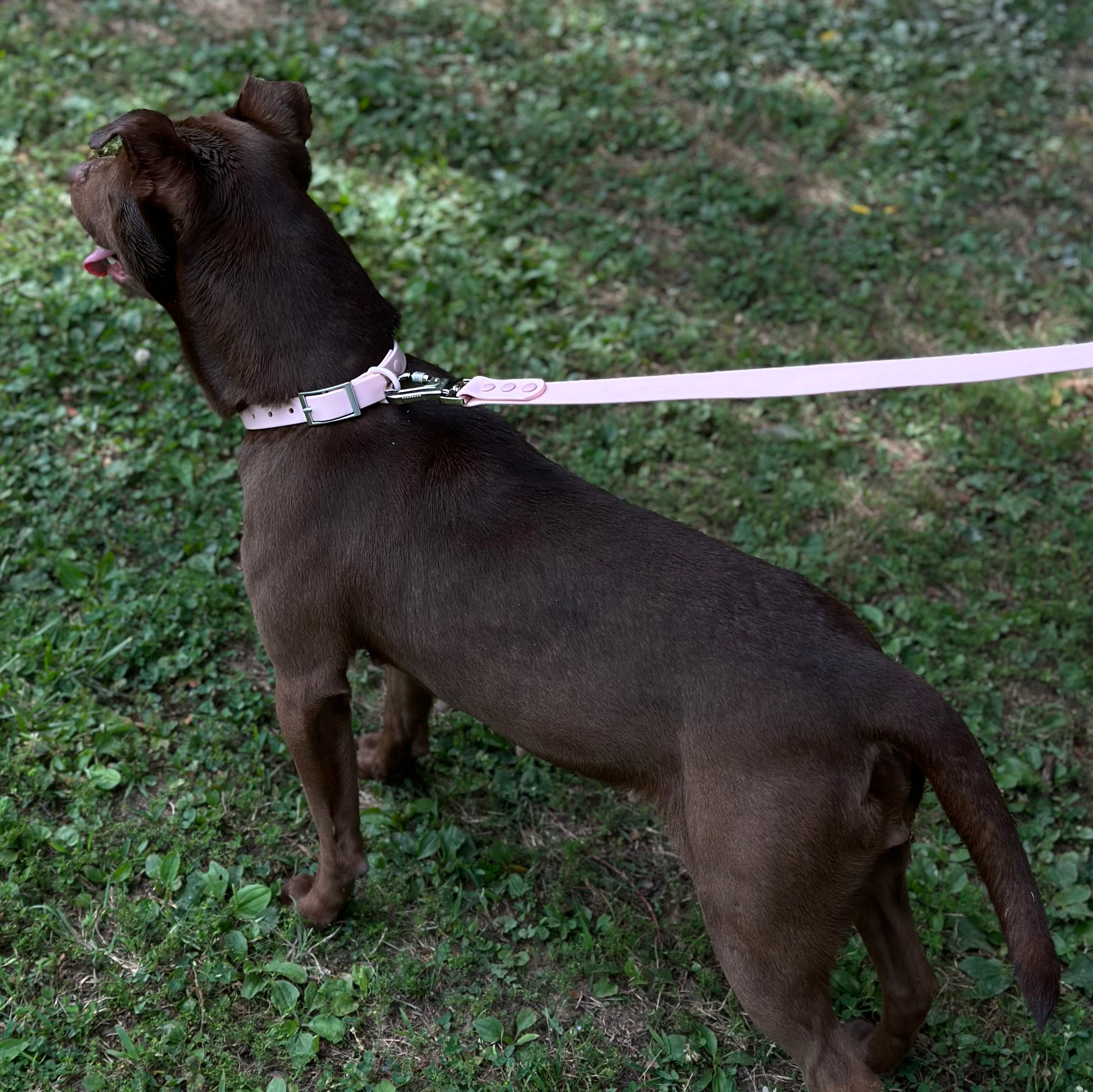 Waterproof Leash-Collar Bundle