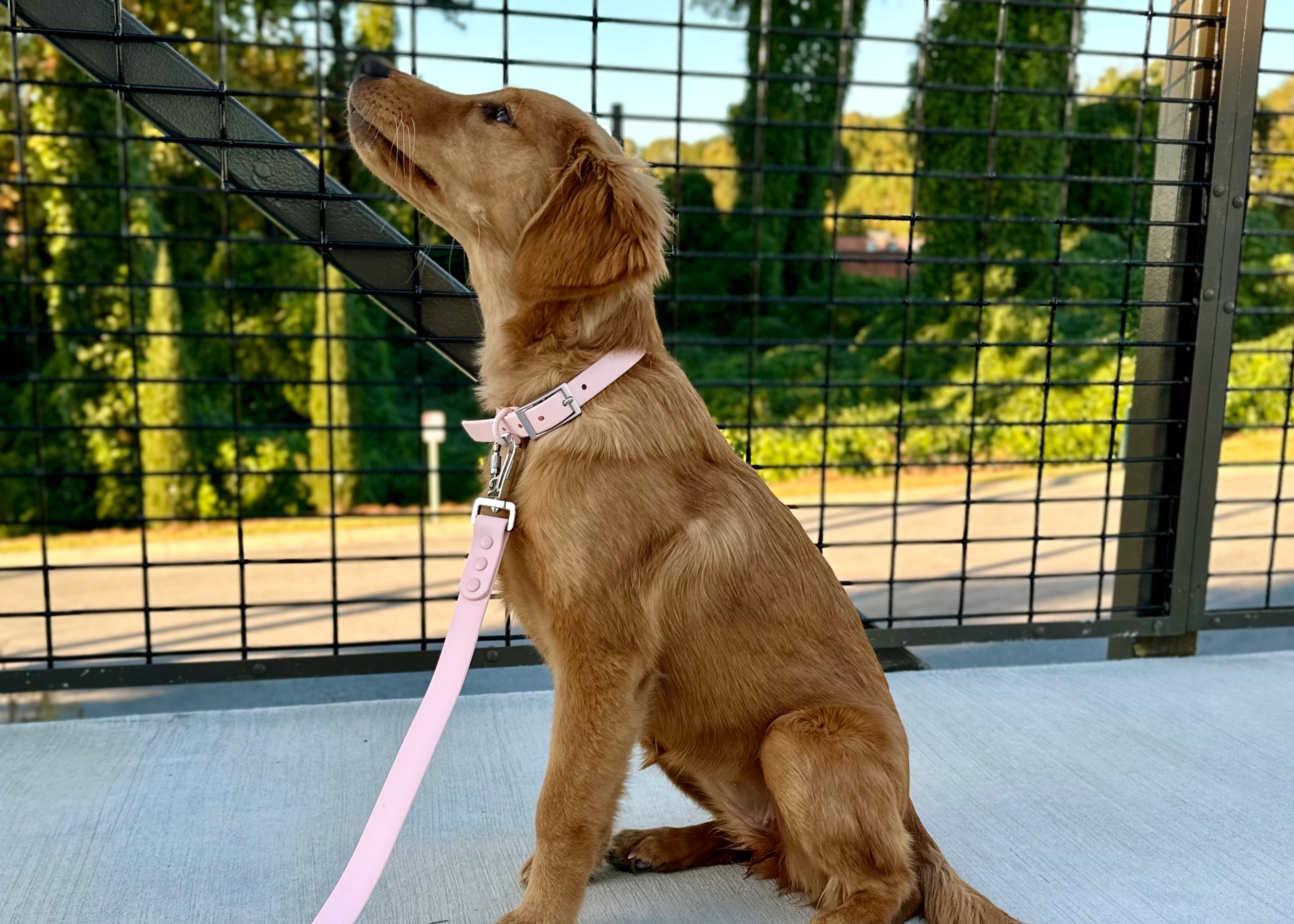 Waterproof Leash-Collar Bundle