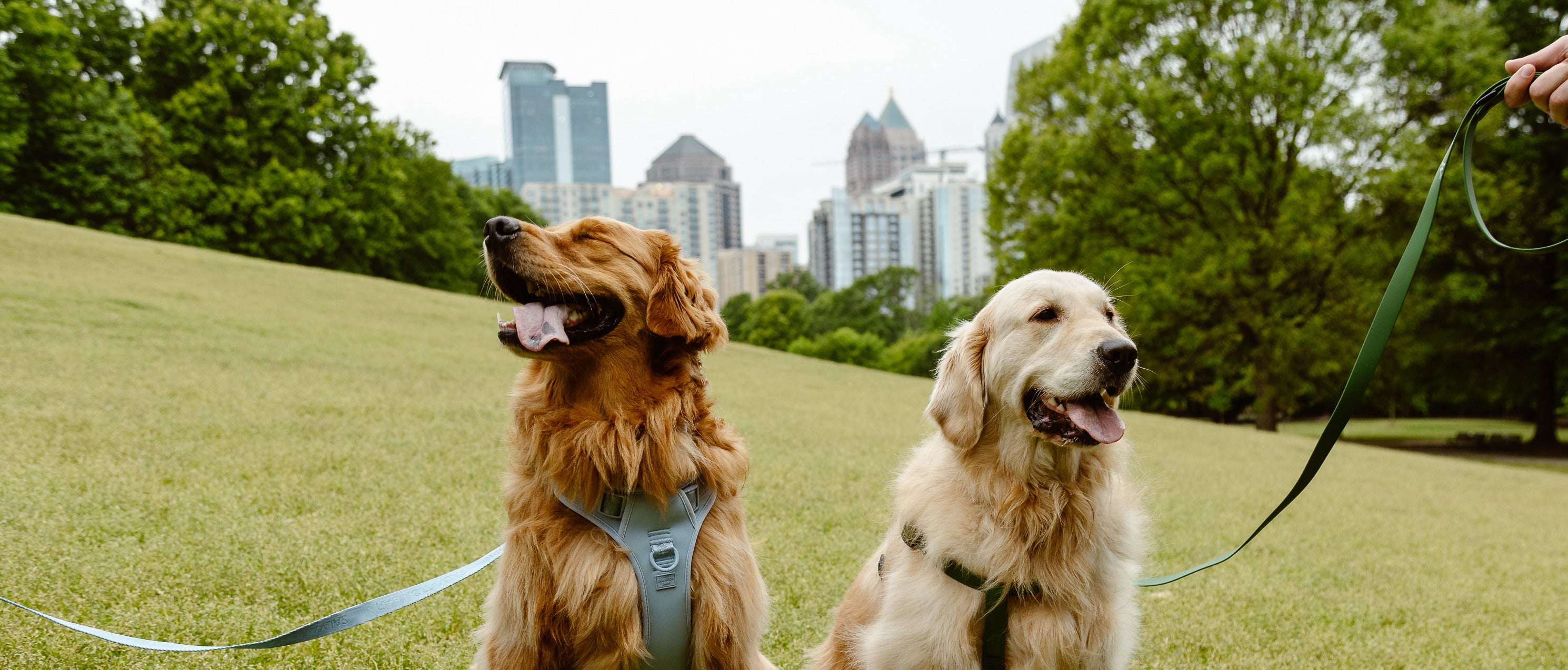 Why Are Dogs so Friendly?